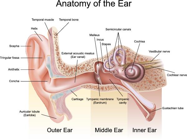 Anatomy of the Ear