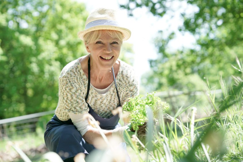 Senior woman gardening on beautiful spring day