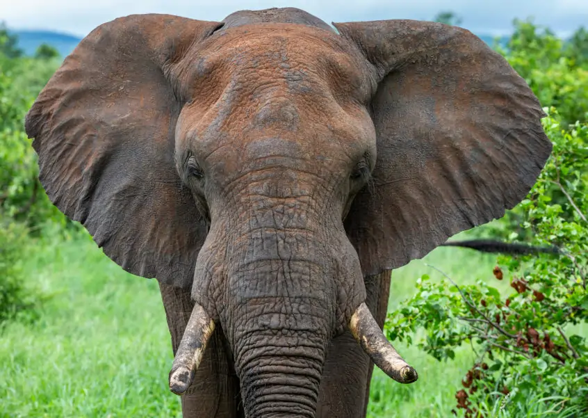 An African elephant as view from the front.
